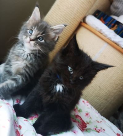 Typvolle Maine Coon Kitten mit Stammbaum