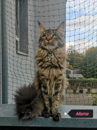 Typvolle Maine Coon Kitten mit Stammbaum