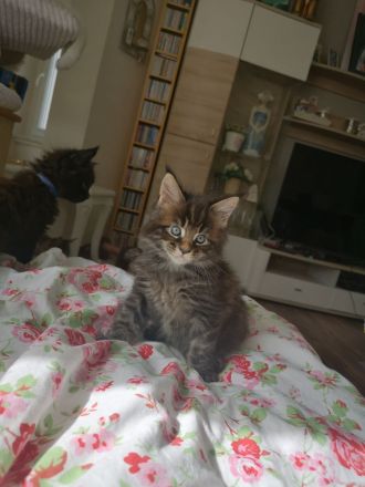 Typvolle Maine Coon Kitten mit Stammbaum