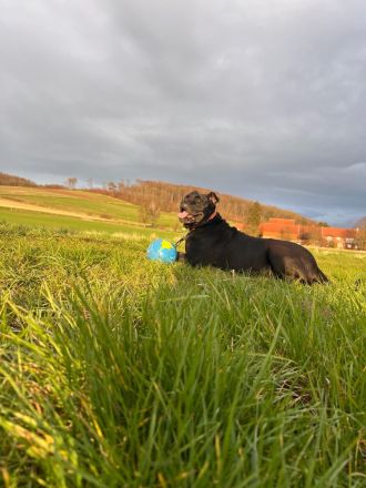 Hundedame sucht dringend neues zuhause
