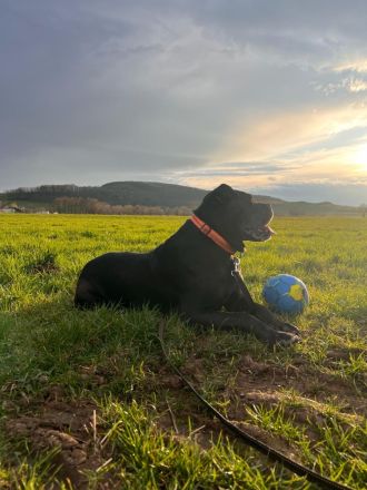 Hundedame sucht dringend neues zuhause