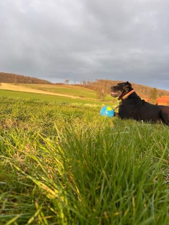 Hundedame sucht dringend neues zuhause