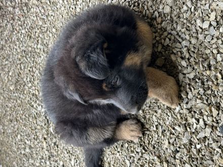 Deutsche Schäferhund Welpen