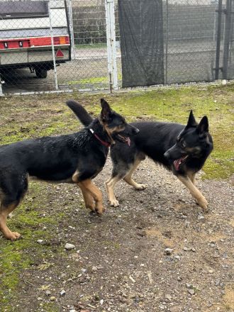 Deutsche Schäferhund Welpen