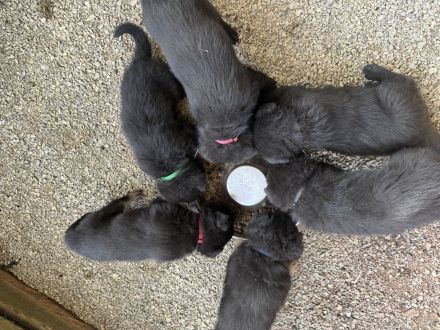 Deutsche Schäferhund Welpen