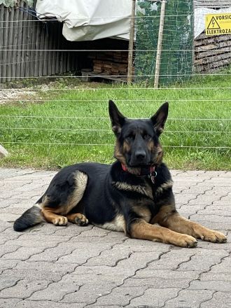 Deutsche Schäferhund Welpen