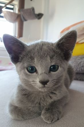 Erstklassige und total Menschenbezogene Katzenkinder, mit Stammbaum.