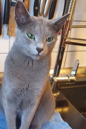 Erstklassige und total Menschenbezogene Katzenkinder, mit Stammbaum.