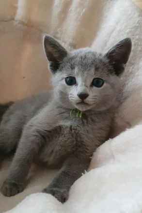 Erstklassige und total Menschenbezogene Katzenkinder, mit Stammbaum.