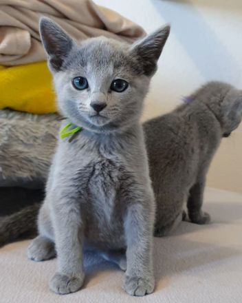 Erstklassige und total Menschenbezogene Katzenkinder, mit Stammbaum.
