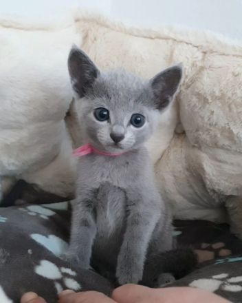 Erstklassige und total Menschenbezogene Katzenkinder, mit Stammbaum.