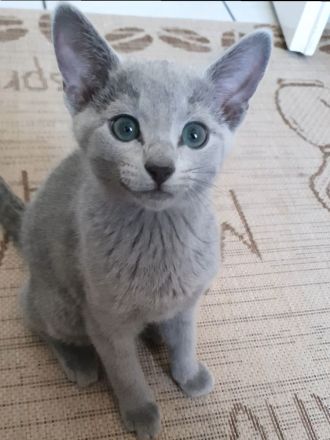 Erstklassige und total Menschenbezogene Katzenkinder, mit Stammbaum.