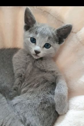 Erstklassige und total Menschenbezogene Katzenkinder, mit Stammbaum.