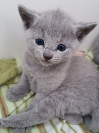 Erstklassige und total Menschenbezogene Katzenkinder, mit Stammbaum.