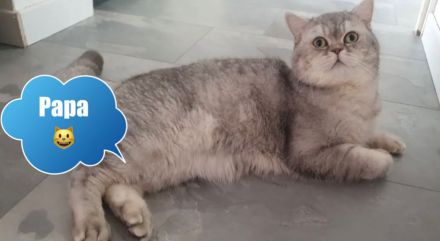 Babykatzen BKH & BLH