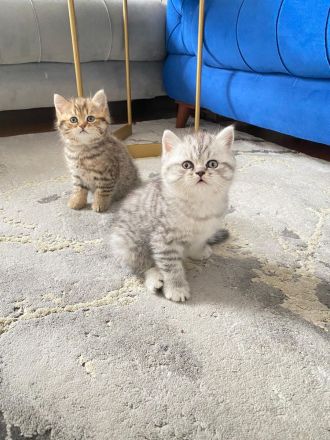 Babykatzen BKH & BLH