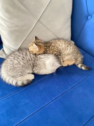 Babykatzen BKH & BLH