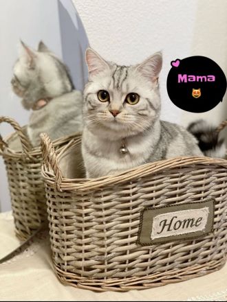 Babykatzen BKH & BLH