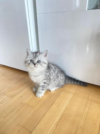 Babykatzen BKH & BLH