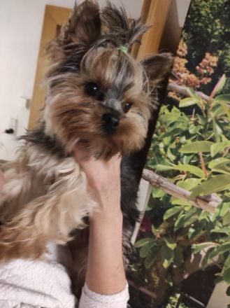 Yorkshire Terrier