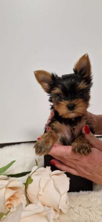 Yorkshire Terrier