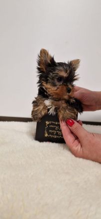 Yorkshire Terrier