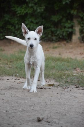Chanel, sportliche Junghündin, wurde ausgesetzt, 1 Jahr alt, 48 cm groß, kastriert