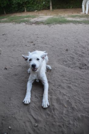 Chanel, sportliche Junghündin, wurde ausgesetzt, 1 Jahr alt, 48 cm groß, kastriert