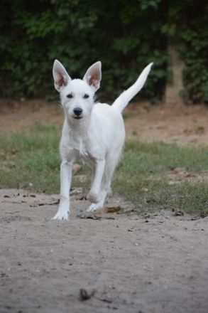 Chanel, sportliche Junghündin, wurde ausgesetzt, 1 Jahr alt, 48 cm groß, kastriert