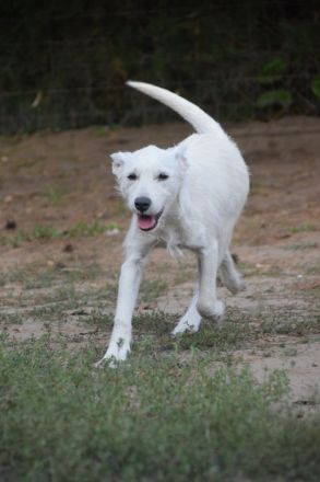 Chanel, sportliche Junghündin, wurde ausgesetzt, 1 Jahr alt, 48 cm groß, kastriert