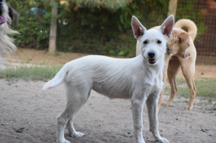 Chanel, sportliche Junghündin, wurde ausgesetzt, 1 Jahr alt, 48 cm groß, kastriert