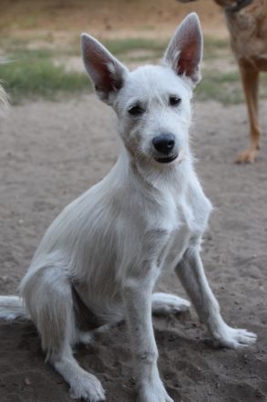 Chanel, sportliche Junghündin, wurde ausgesetzt, 1 Jahr alt, 48 cm groß, kastriert