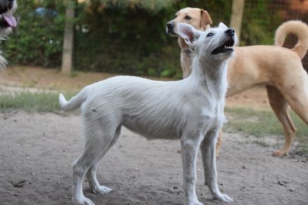 Chanel, sportliche Junghündin, wurde ausgesetzt, 1 Jahr alt, 48 cm groß, kastriert