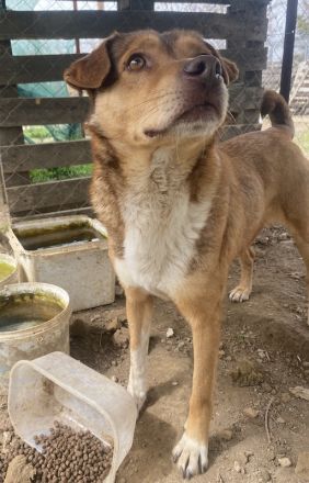 Schnuffel, geb. ca. 04/2020, lebt in GRIECHENLAND, auf einer privaten Pflegestelle