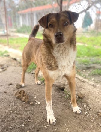 Schnuffel, geb. ca. 04/2020, lebt in GRIECHENLAND, auf einer privaten Pflegestelle