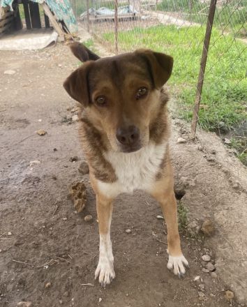 Schnuffel, geb. ca. 04/2020, lebt in GRIECHENLAND, auf einer privaten Pflegestelle