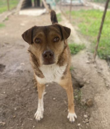 Schnuffel, geb. ca. 04/2020, lebt in GRIECHENLAND, auf einer privaten Pflegestelle