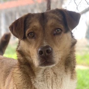 Schnuffel, geb. ca. 04/2020, lebt in GRIECHENLAND, auf einer privaten Pflegestelle