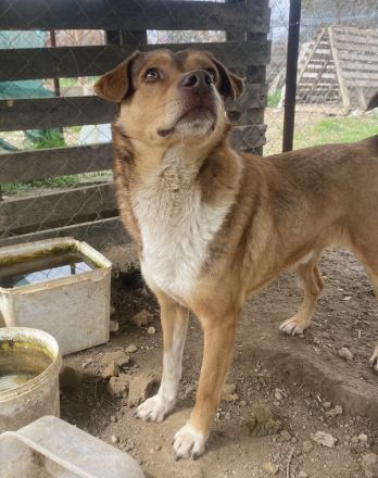 Schnuffel, geb. ca. 04/2020, lebt in GRIECHENLAND, auf einer privaten Pflegestelle