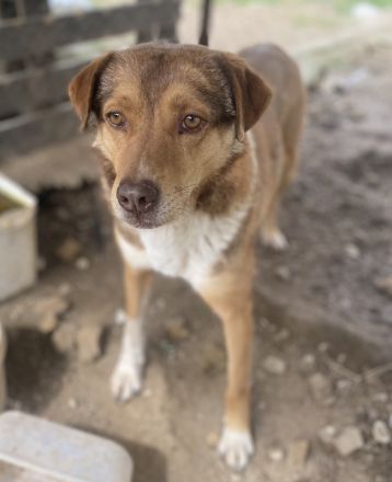 Schnuffel, geb. ca. 04/2020, lebt in GRIECHENLAND, auf einer privaten Pflegestelle