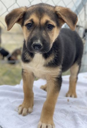 Orfeas und Fedra, geb. ca. 01/2024, lebt in GRIECHENLAND, im städt. Tierheim Serres