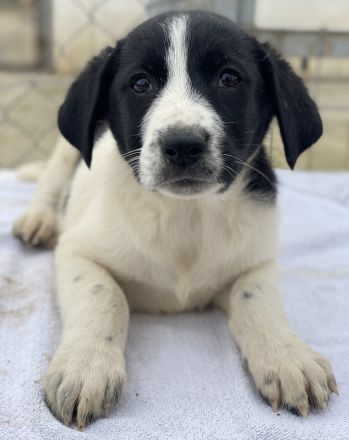 Orfeas und Fedra, geb. ca. 01/2024, lebt in GRIECHENLAND, im städt. Tierheim Serres