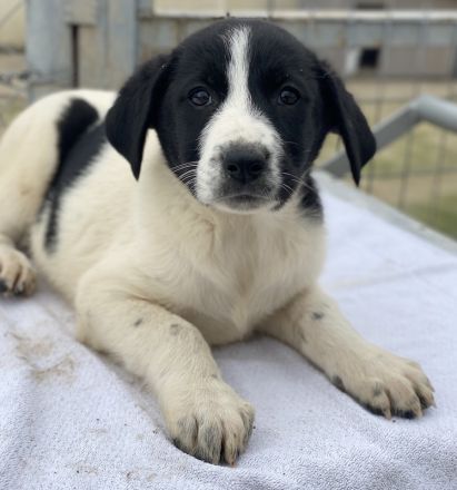 Orfeas und Fedra, geb. ca. 01/2024, lebt in GRIECHENLAND, im städt. Tierheim Serres
