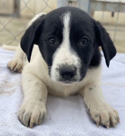 Orfeas und Fedra, geb. ca. 01/2024, lebt in GRIECHENLAND, im städt. Tierheim Serres