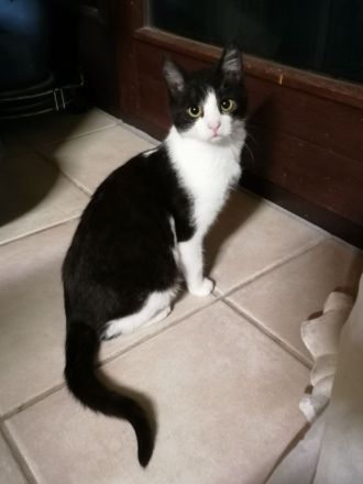 Kitten Katzenbaby Katzenwelpen