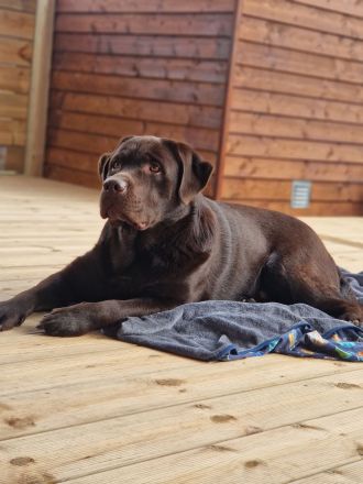 Brauner Labrador Deckrüde (LCD Papiere) kein Verkauf