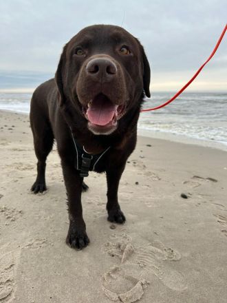 Brauner Labrador Deckrüde (LCD Papiere) kein Verkauf