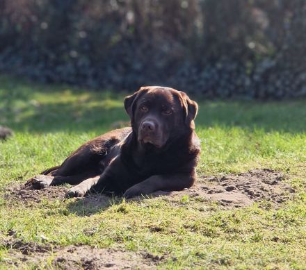 Brauner Labrador Deckrüde (LCD Papiere) kein Verkauf