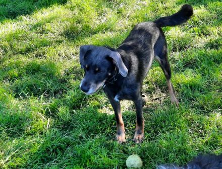 Nala / Kira sucht ein neues Zuhause