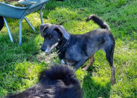 Nala / Kira sucht ein neues Zuhause